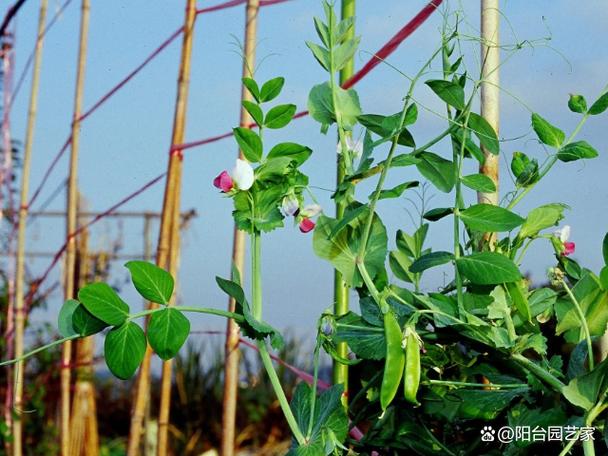 如何种豌豆