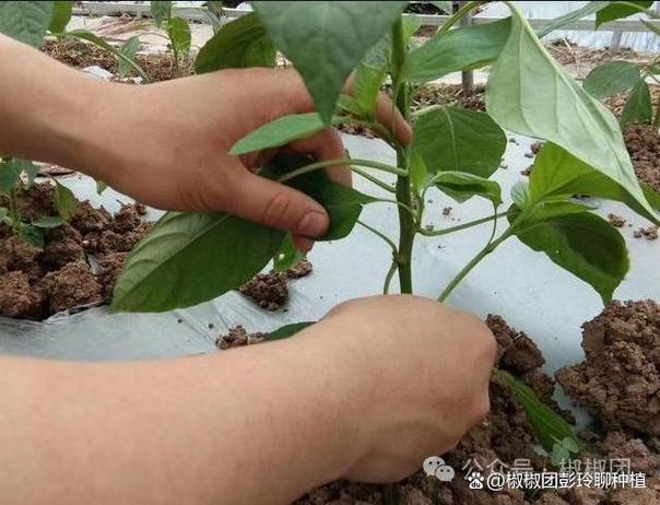 辣椒的整枝打杈技术