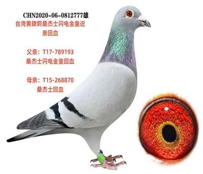 台湾信鸽查询