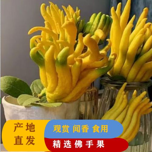 中药黄果的功效与作用