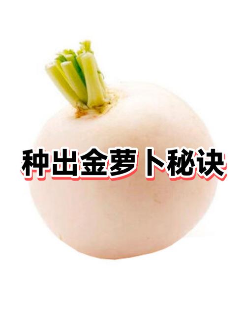 保卫萝卜3金萝卜攻略