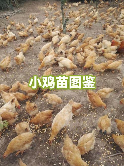 1斤左右鸡苗批发市场