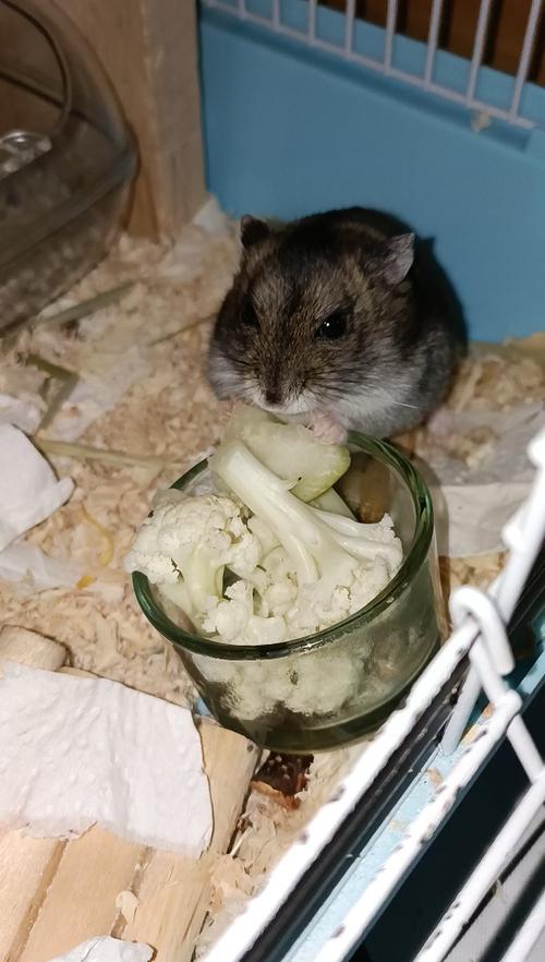 仓鼠为啥一直挠身子