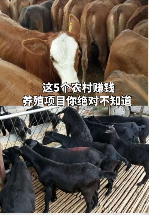 农村搞养殖的赚钱项目