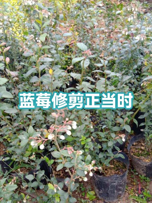 蓝莓树和草莓树的区别