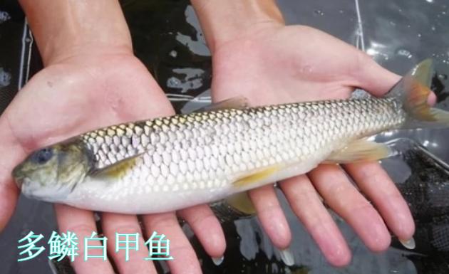 钱鱼属于什么档次的鱼