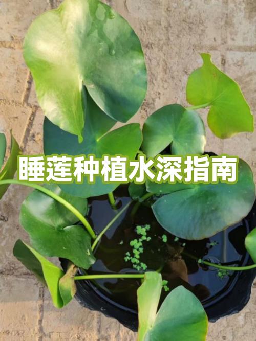 睡莲种植深度