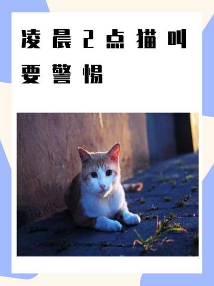 猫晚上频繁叫唤要警惕