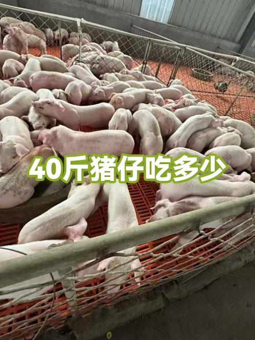 猪仔30-40斤现在价格