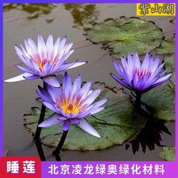 哪里卖苗睡莲