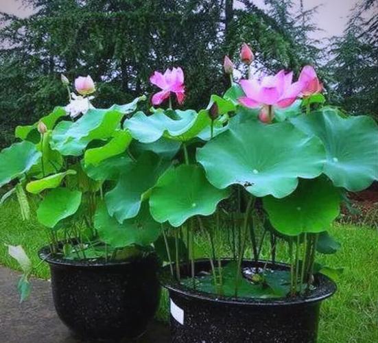 睡莲盆栽法