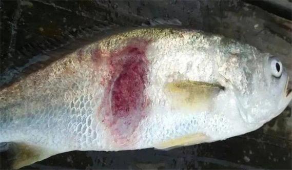 鱼打印病最佳治疗方法