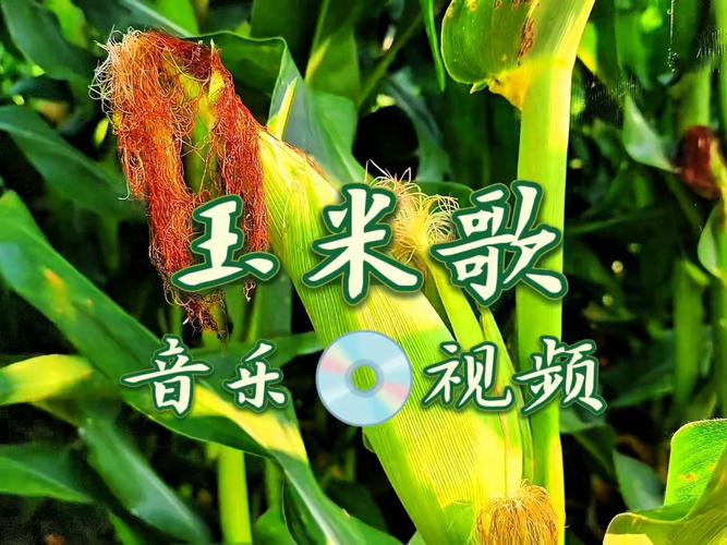 拍的视频怎么配上音乐