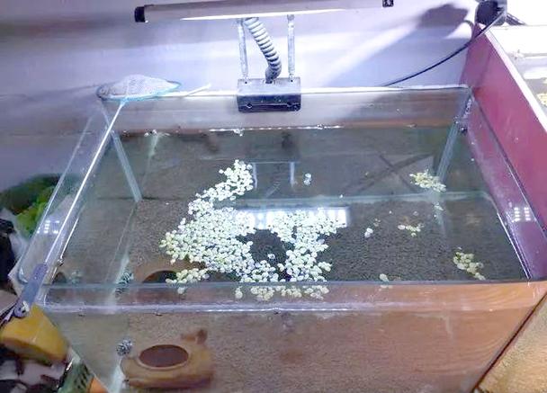 鱼缸长时间不换水