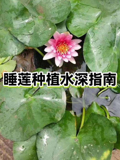 睡莲种植