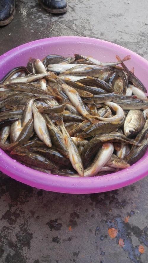 狗鱼市场价格多少一斤