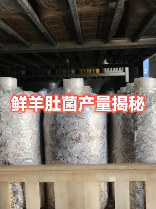 菌种多少钱一袋