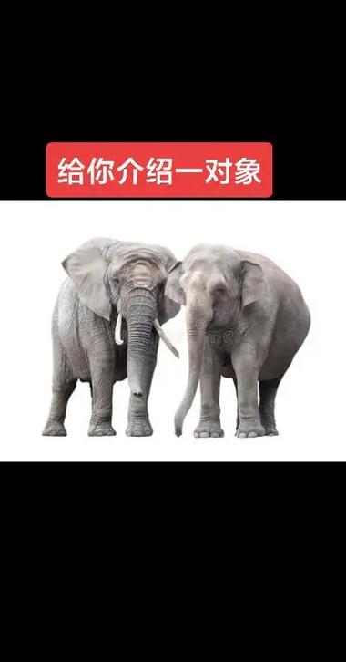 幽默回答别人介绍对象