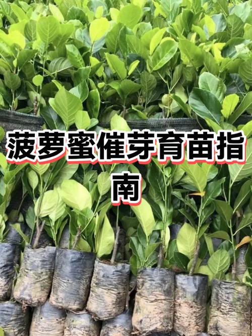 菠萝蜜种子怎么种植方法