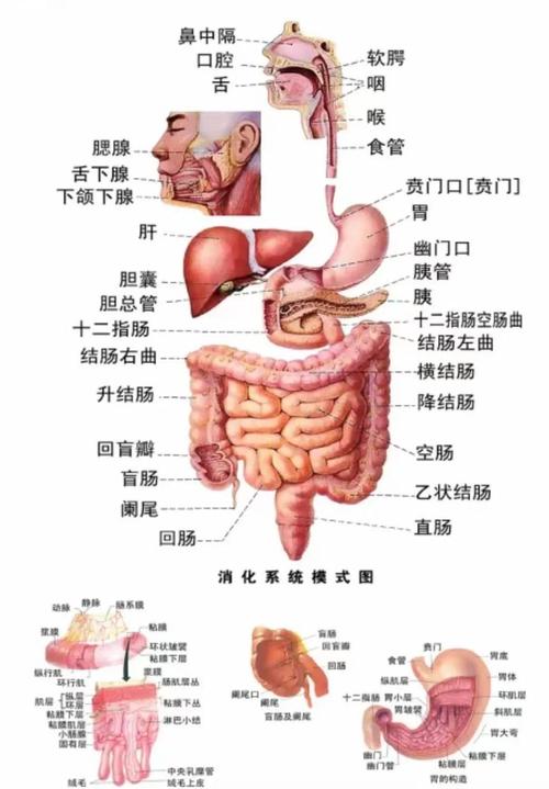 人体胃图片位置示意图