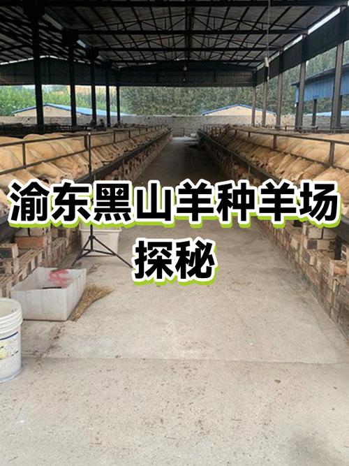 山羊多少钱一斤