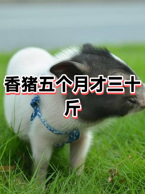 30斤小猪多少钱一只