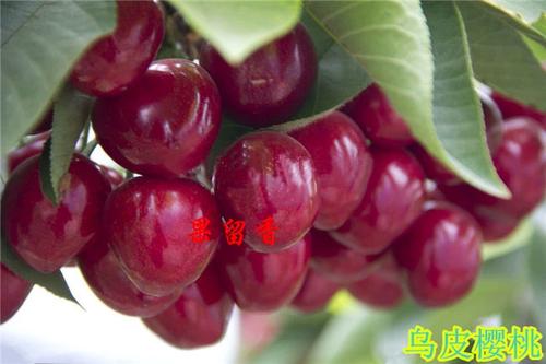 红妃樱桃属于小樱桃吗