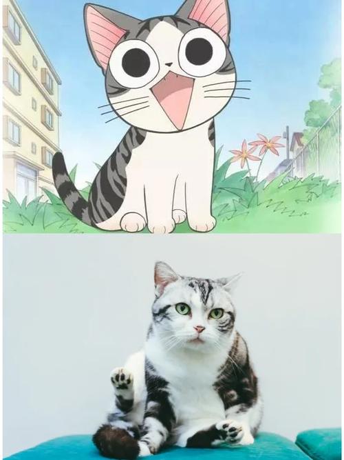 我打开奇猫