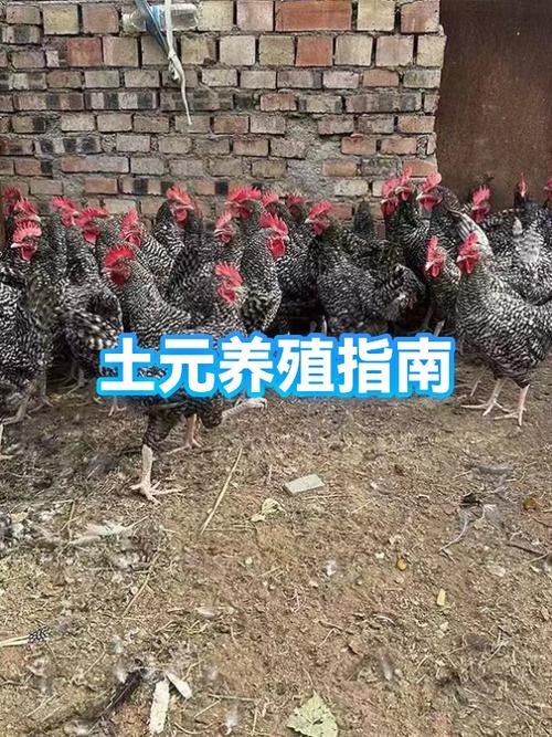 土元养殖多少钱一斤