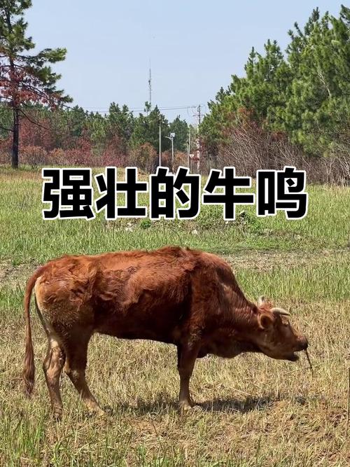 moo音乐背景提取