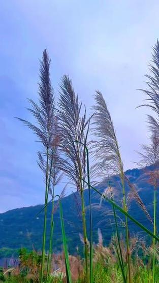 “入目皆是景,入心皆人生”