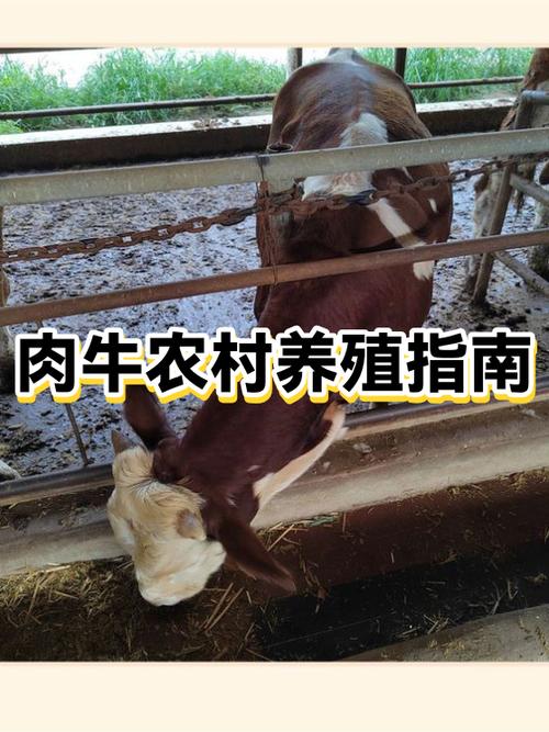 农村搞养殖的注意事项