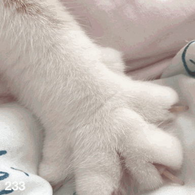 猫爪表情包