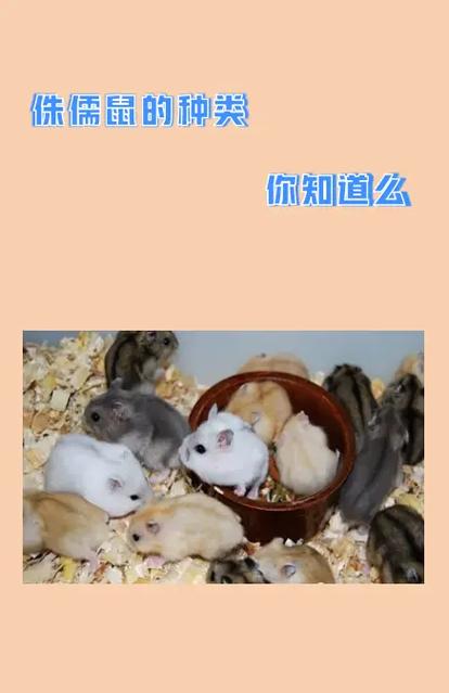 仓鼠原产地