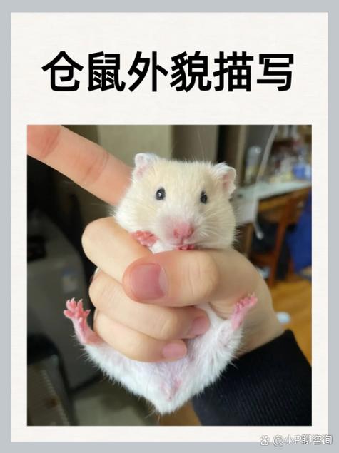 仓鼠的外貌特征