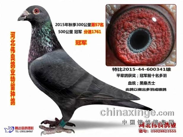 黑桑杰士信鸽优缺点
