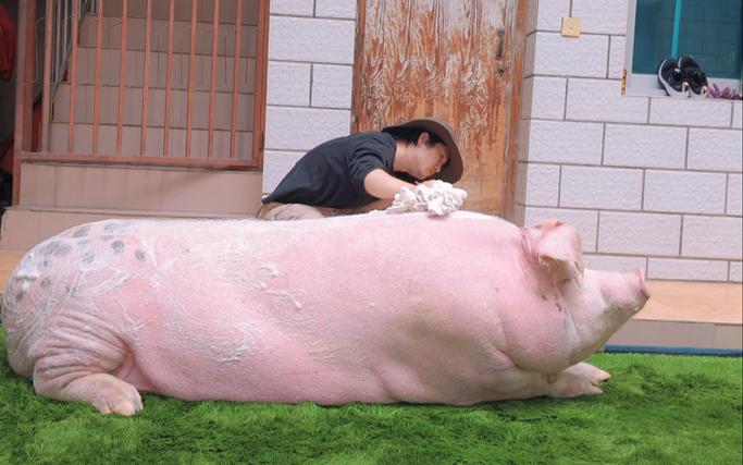 猪的短视频素材