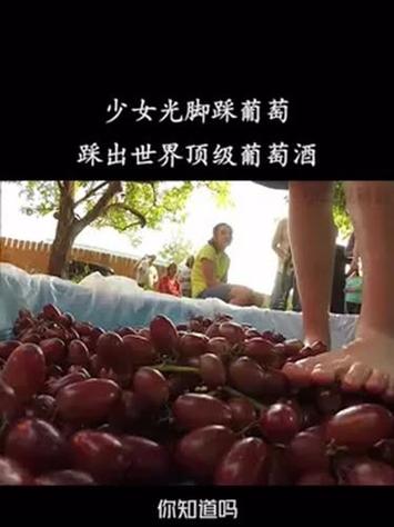 光脚踩过期葡萄