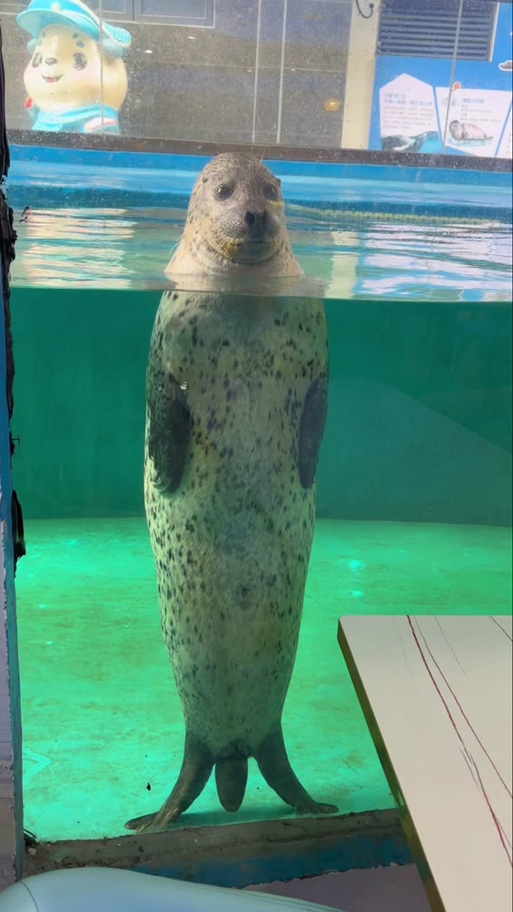 海豹的样子图片