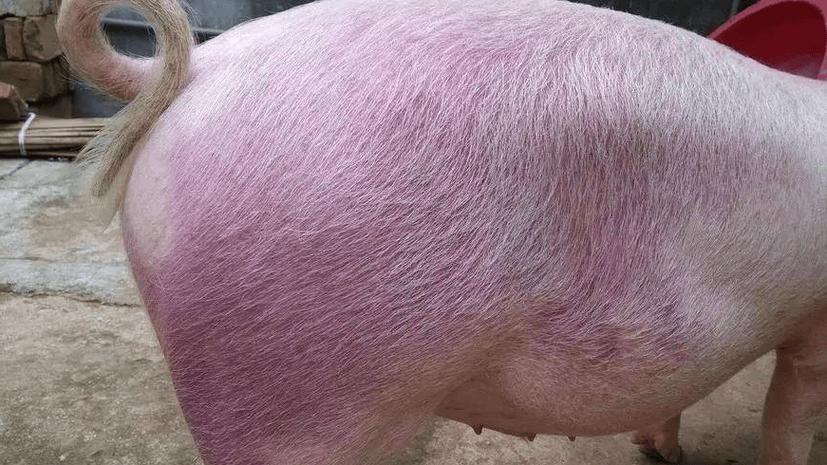 猪皮肤发红是什么病