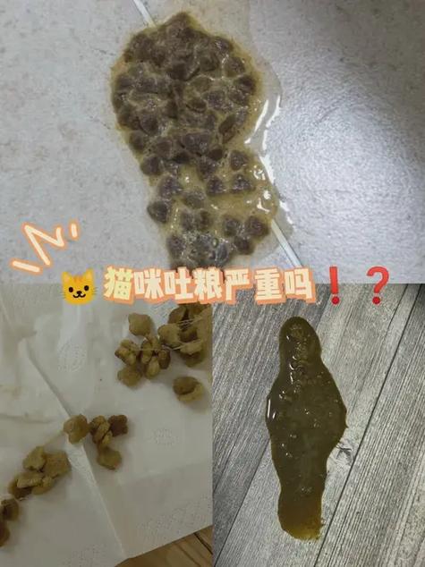 猫吐了