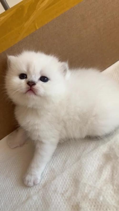 小奶猫直播聚合最新版本更新内容