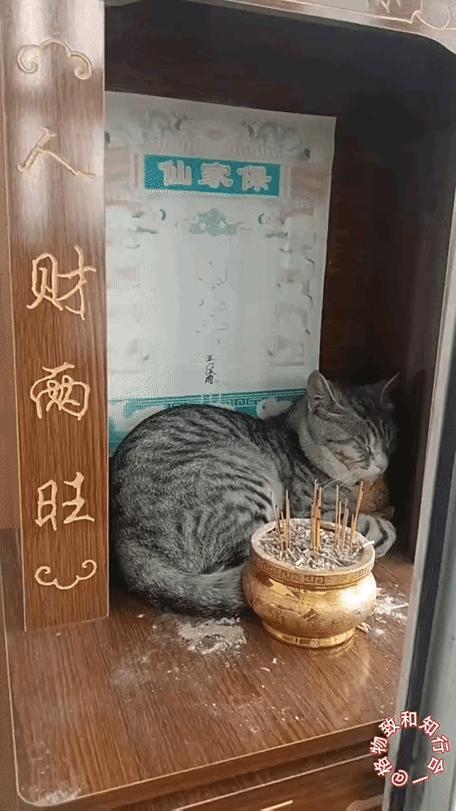 保家仙自己选主人吗