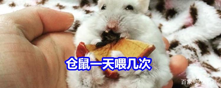 仓鼠一天喂食几次最好