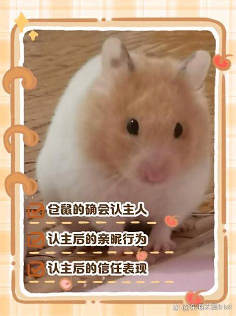仓鼠会想念主人吗
