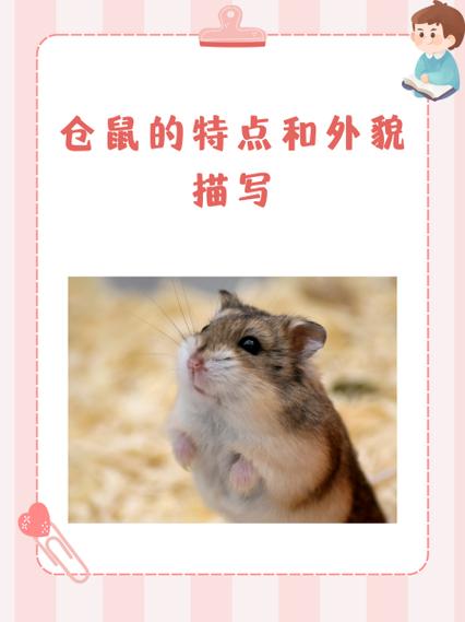 小仓鼠的外形特点描写