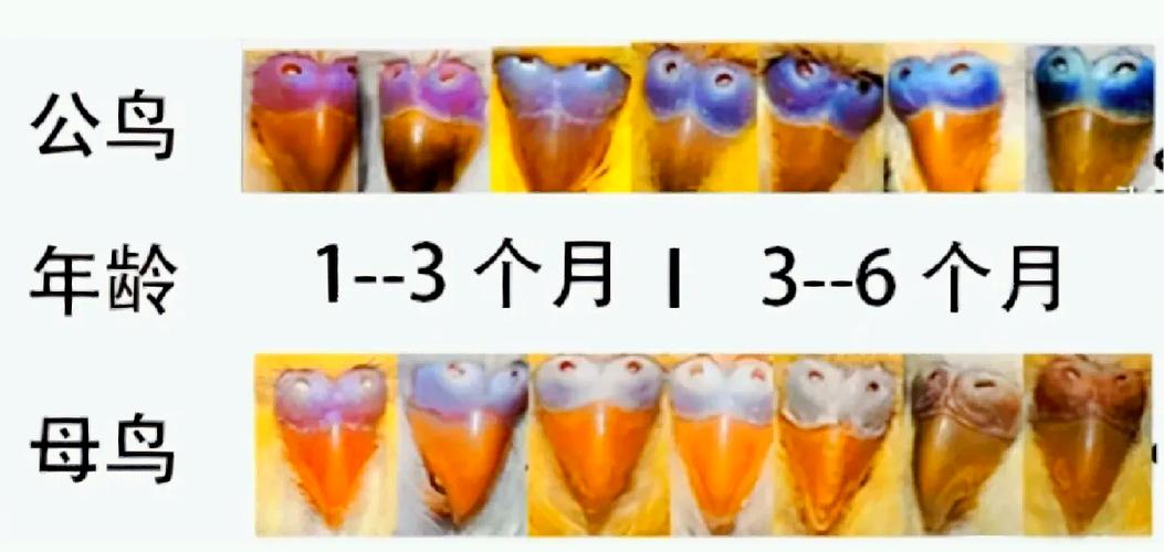 公鹦鹉啄母鹦鹉怎么办
