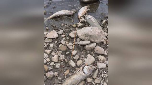 24小时打氧气鱼会死吗
