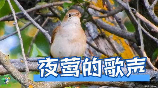 夜莺比喻什么样的人