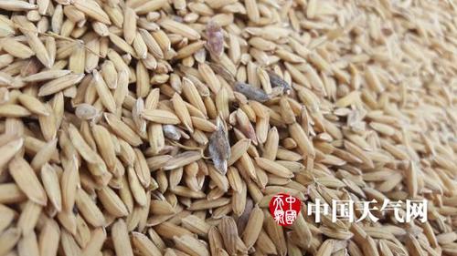 稻谷发霉